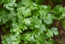 wellhealthorganic.com : coriander-leaves-5-best-health-benefits
