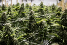 Online Weed