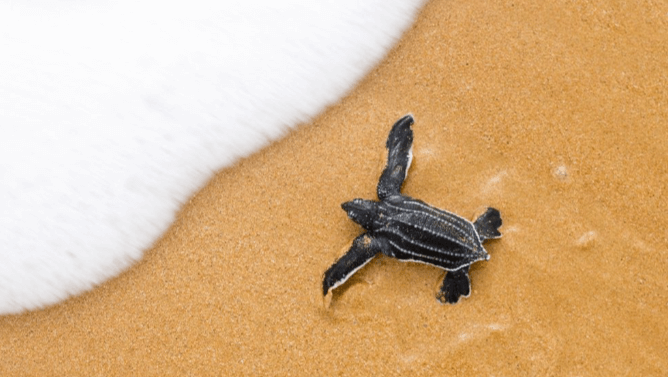 Cute:3ckgoedndko= Leatherback Sea Turtle