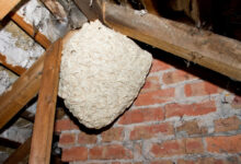 Wasp Nest