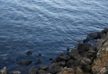 kierzugicoz2005 overview explained