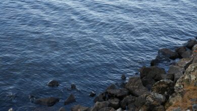 native lawsuit updates overview