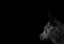 profile check details provided